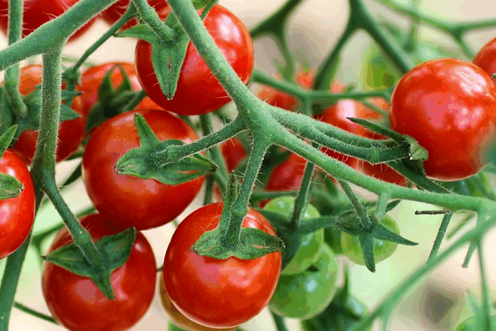 Yogi-Küche: Tomaten-Bohnen-Pfanne